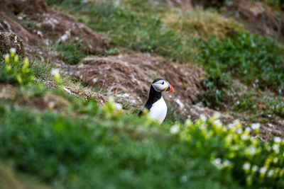 Close-up of bird perching on a field