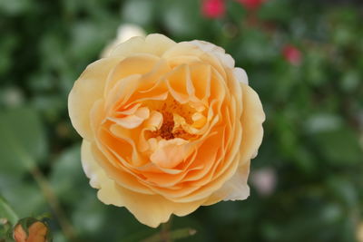 Close-up of rose flower