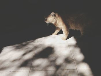 Cat looking away on floor