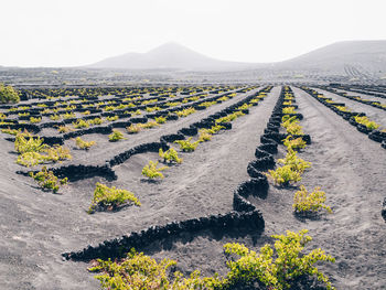 Scenic view of agricultural field against clear sky