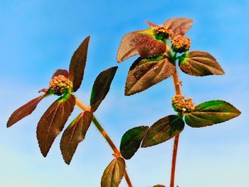 Low angle view of flowering plant against sky