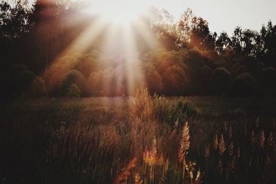 Sun shining through trees on grassy field