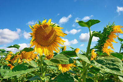 Sunflowers field at summer day
