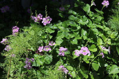 Close-up of pink flowering plants