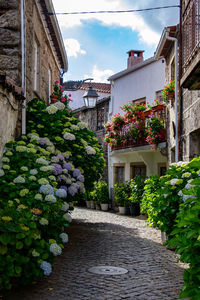 Footpath amidst plants and buildings against sky