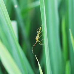 Close-up of insect on leaf