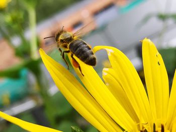 Close-up of bee pollinating on yellow flower