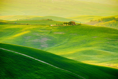 Scenic view of agricultural field