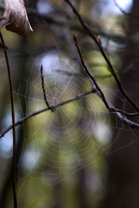 Close-up of spider web