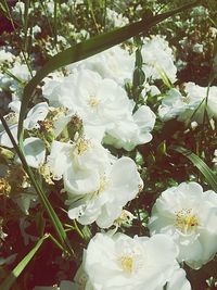 White flowers blooming on tree