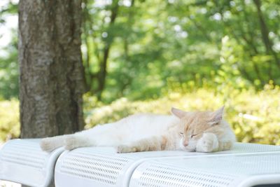Cat sleeping on white table against trees