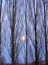 Low angle view of bare trees against sky