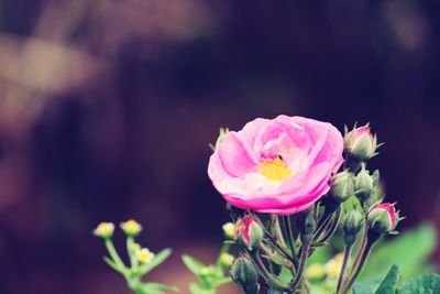 Close-up of pink flowers blooming outdoors