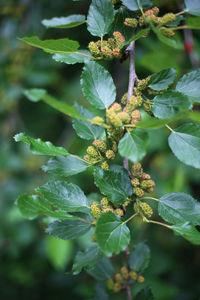 Close-up of plant