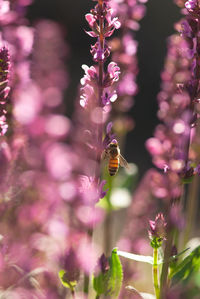 Close-up of bee pollinating on lavender