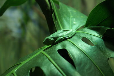 Close-up of leaves