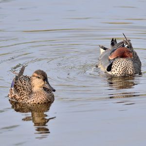 Two ducks in lake