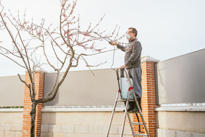 Wide shot of a gardener treating a fruit tree with a sprayer standing on the ladder	