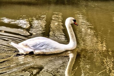 Swan floating on lake