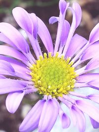 Close-up of purple flower blooming outdoors