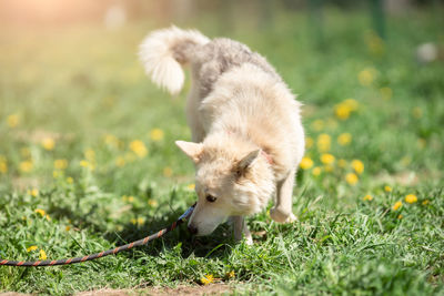 Image of white dog on walk on lawn with dandelions on summer day