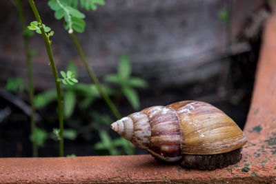 Close-up of snail on leaf