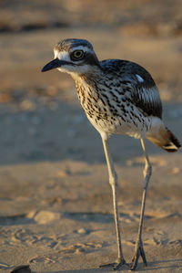 Bush stone curlew, burhinus grallarius at west point, magnetic island, queensland, australia