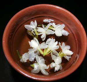 Close-up of white flowers in bowl