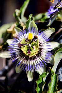 Close-up of purple flower blooming outdoors