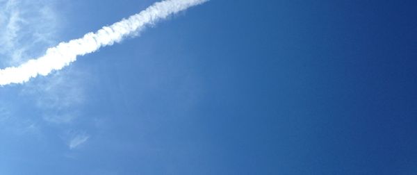 Low angle view of trees against blue sky