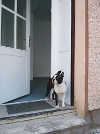 Dog looking up