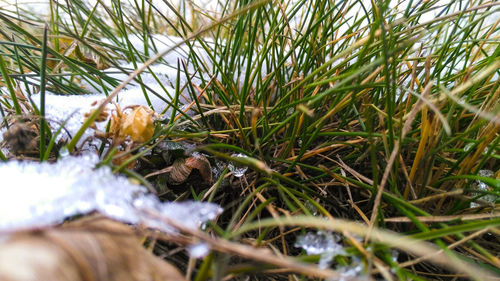 Close-up of mushroom growing on field