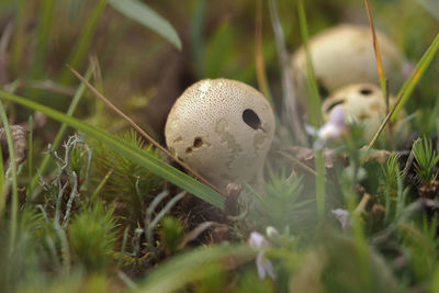 Close-up of mushrooms in field