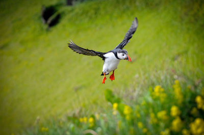 Bird flying in a field