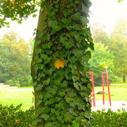 Close-up of tree growing in park