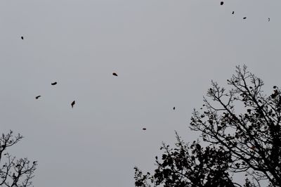 Low angle view of birds flying in the sky