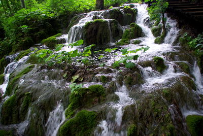 View of waterfall in forest