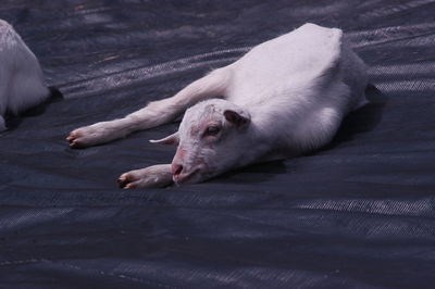 Cat sleeping on the ground