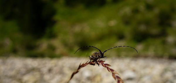 Close-up of insect