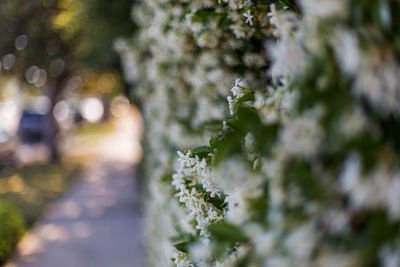 Close-up of flower growing on tree