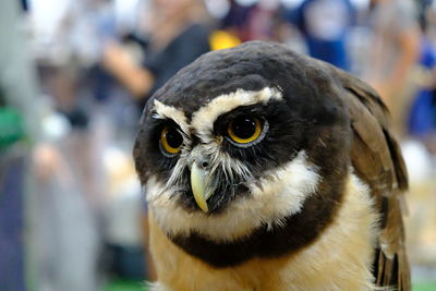 Close-up portrait of owl