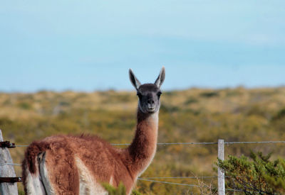 Portrait of a guanaco standing on field against sky