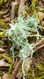 Close-up of leaves