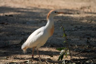 Bird perching on a land