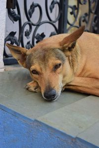 Close-up portrait of dog lying on floor