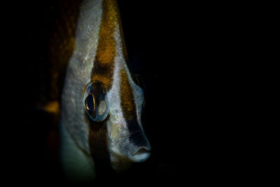 Close-up portrait of a fish