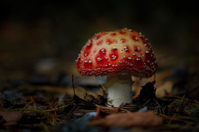 Close-up of mushroom growing in field