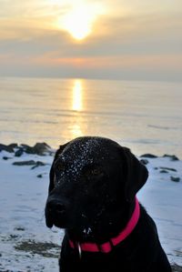 Close-up of black labrador on snow covered beach during sunset