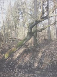 Trees in forest