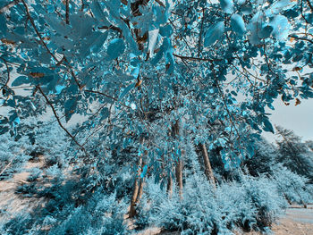 Low angle view of snow covered tree